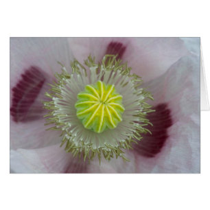 Coquelicot rose en gros plan