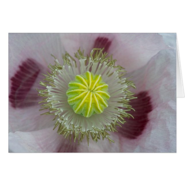 Coquelicot rose en gros plan (Devant horizontal)