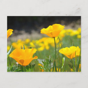 COQUELICOTS COQUELICOT Fleurs CARTES POSTALES CART