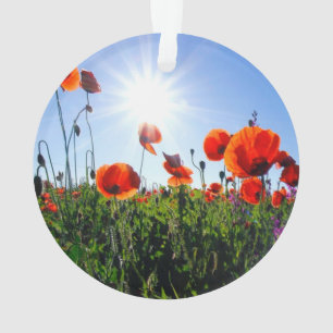 Coquelicots Rouges Sauvages Fleurs