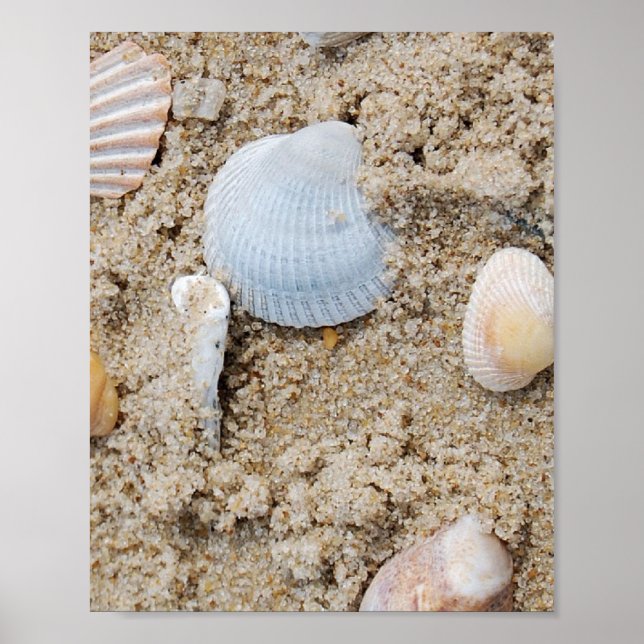 Coques - affiche / impression (Devant)