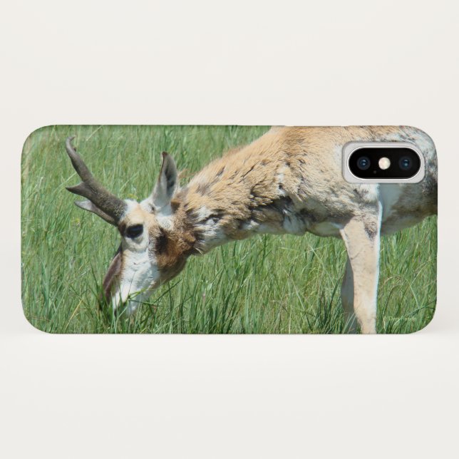 Coques Case-Mate iPhone A11 Pâturage d'antilope Pronghorn (Dos (Horizontal))