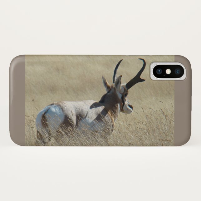 Coques Case-Mate iPhone A14 Pronghorn Antelope Sunshine Buck (Dos (Horizontal))