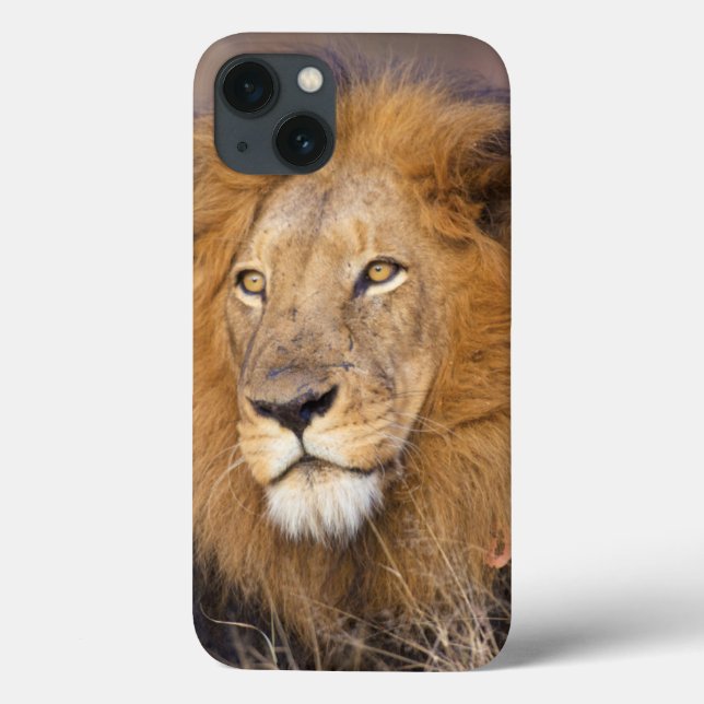 Coques Case-Mate iPhone A portrait of a Lion looking into the distance (Verso)