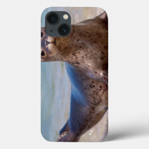 Coques Pour iPhone A seal on a beach along the Pacific Coast