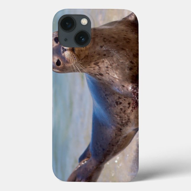 Coques Case-Mate iPhone A seal on a beach along the Pacific Coast (Verso)