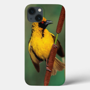 Coques Pour iPhone A Village Weaver calling while perched on a reed