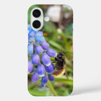 Abeille sur Muscari Armeniacum, Grape Hyacinth