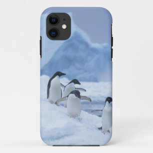 Etui iPhone Case-Mate Adelie Penguins (Pygoscelis adeliae) sur la glace,