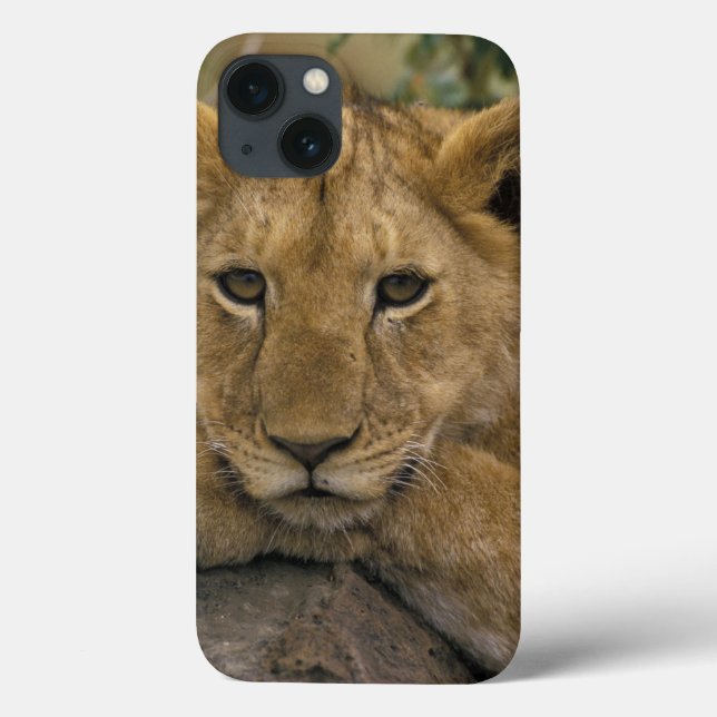 Coques Case-Mate iPhone Africa, Kenya. Portrait of a lion. (Verso)