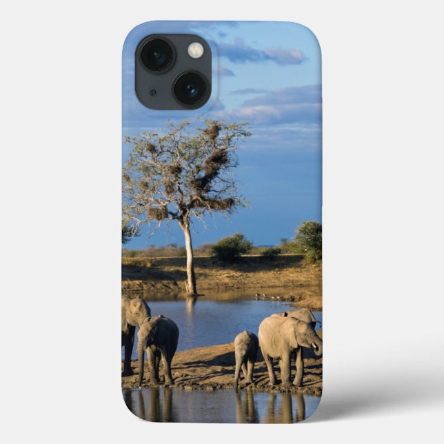 Coques Case-Mate iPhone African Bush Elephants (Loxodonta Africana) (Verso)