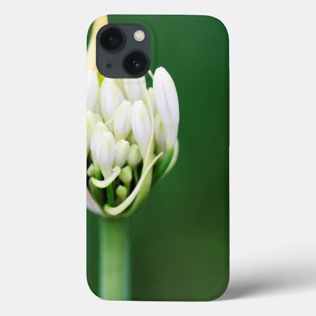 Coques Case-Mate iPhone African Lily, Agapanthus Praecox, Cape Town (Verso)