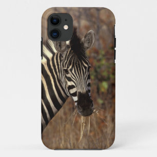 Coques Pour iPhone Afrique, Afrique du Sud, Kruger NP portrait de zèb