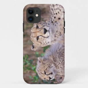 Coque Case-Mate iPhone Afrique, Afrique du Sud, réserve de Tswalu. Guépar