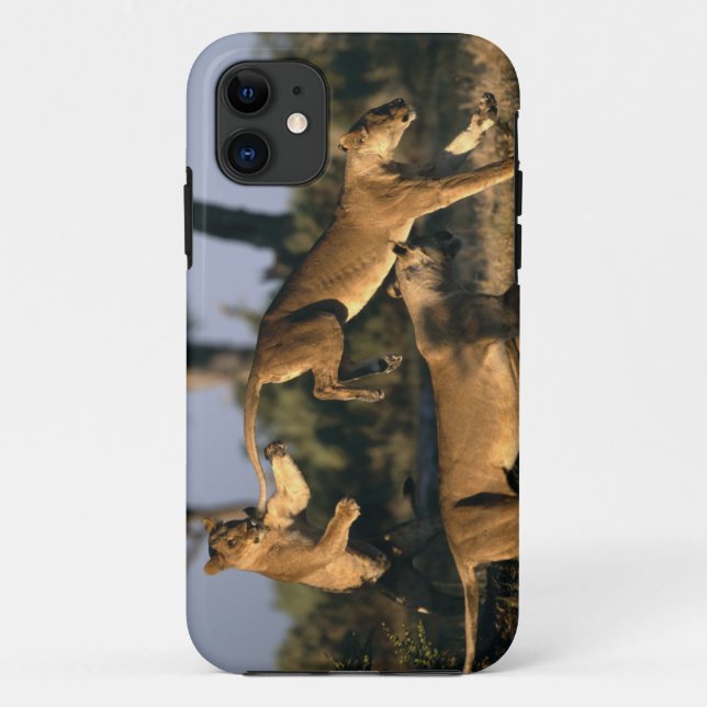 Coques Case-Mate iPhone Afrique, Botswana, Parc national de Chobe, Lionnes (Dos)