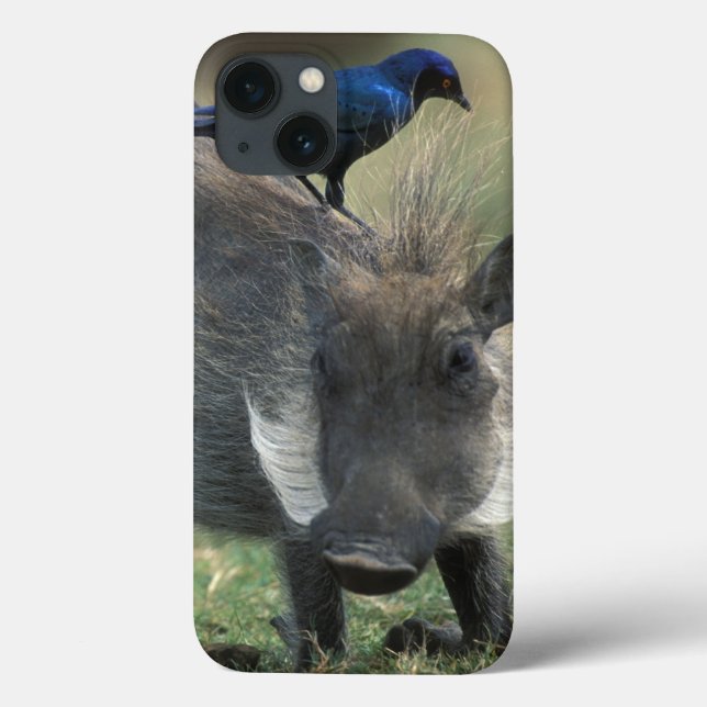 Coques Case-Mate iPhone Afrique du Sud, Pilanesburg GR, Phacochère (Verso)