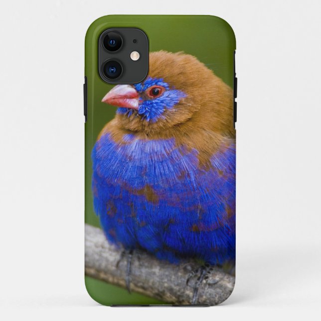 Coques Case-Mate iPhone Afrique. Kenya. Grenadier pourpré (Dos)