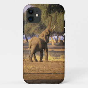 Coques Pour iPhone Afrique, Kenya, Masaï Mara. Eléphant (Loxodonta)