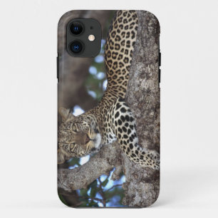 Coques Pour iPhone Afrique. Kenya. Masaï Mara. Leopard (Panthera)