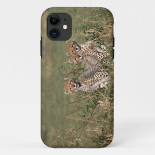 Coques Pour iPhone Afrique ; Kenya ; Masai Mara ; Trois bébés guépard