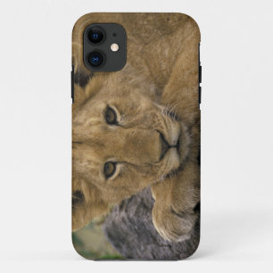 Coque Case-Mate iPhone Afrique, Kenya. Portrait de lion.