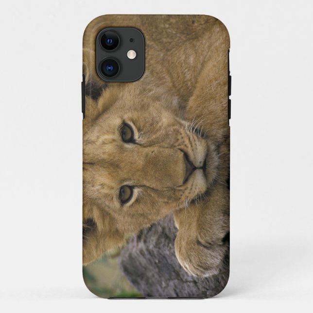 Coques Case-Mate iPhone Afrique, Kenya. Portrait d'un lion. (Dos)