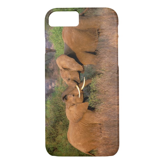 Coques Case-Mate iPhone Afrique, Kenya, Samburu. Défi des éléphants (Dos)