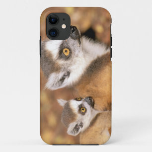 Coque Case-Mate iPhone Afrique, Madagascar, Réserve privée de Berenty.