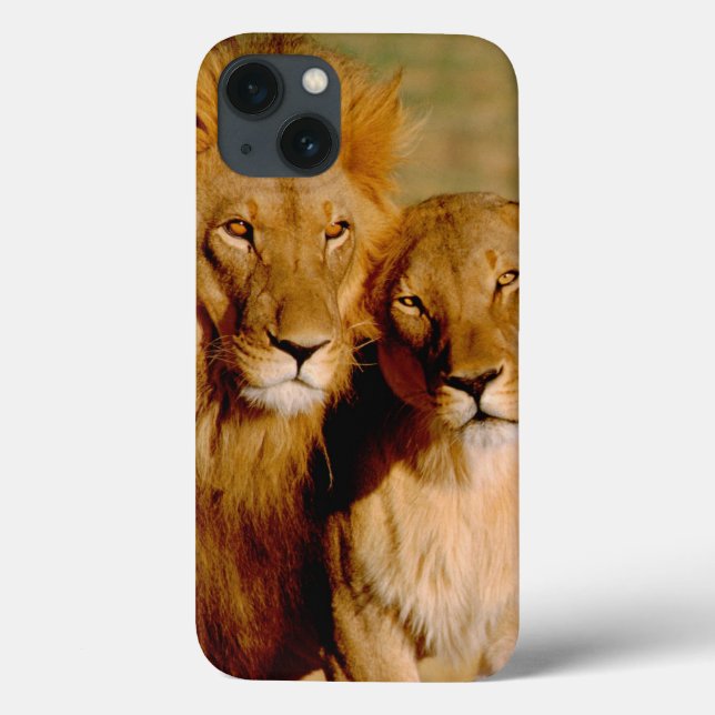 Coques Case-Mate iPhone Afrique, Namibie, Okonjima. Lion & Lion (Verso)