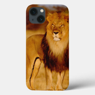 Coque Case-Mate iPhone Afrique, Namibie, Okonjima. Lion mâle solitaire