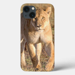 iPhone 13 Case Afrique, Tanzanie, Serengeti. Lion et lionne
