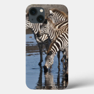 iPhone 13 Case Afrique. Tanzanie. Zèbres buvant à Ndutu
