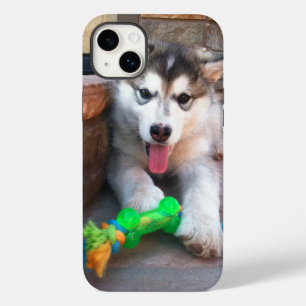 Coques Pour iPhone Alaskan Malamute Puppy Avec Rope Toy Photographie
