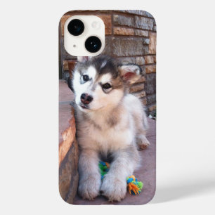Coque Pour iPhone 14 Alaskan Malamute Puppy Head Tilt Photograph