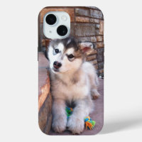 Alaskan Malamute Puppy Head Tilt Photographie
