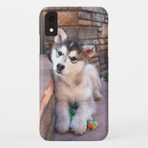 Etui iPhone Case-Mate Alaskan Malamute Puppy Head Tilt Photographie
