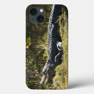 Etui iPhone 13 Alligator dans le soleil