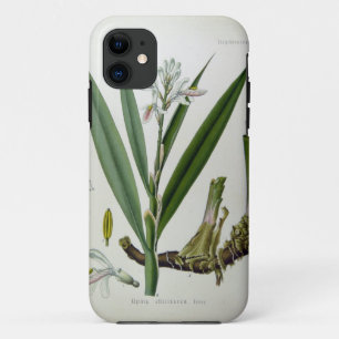 Coque iPhone 11 Alpinia officinarum
