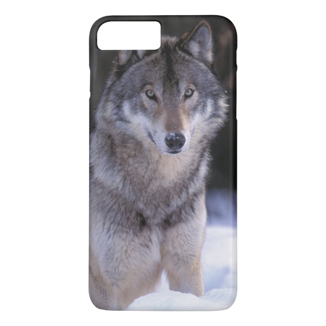 Coques Case-Mate iPhone Amérique du Nord, Canada, Est du Canada, Loup gris (Dos)