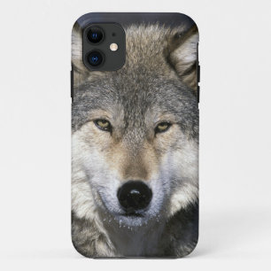 Coques Pour iPhone Amérique du Nord, États-Unis, Minnesota. Loup Cani