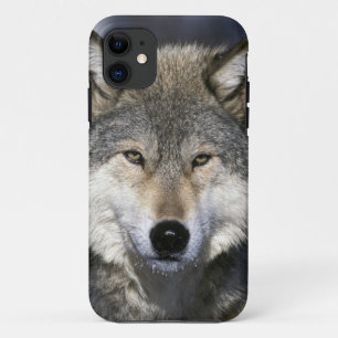 Coque Case-Mate Pour iPhone Amérique du Nord, États-Unis, Minnesota. Loup Cani
