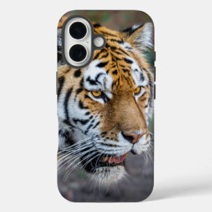 Coque Pour iPhone 16 Amur tiger