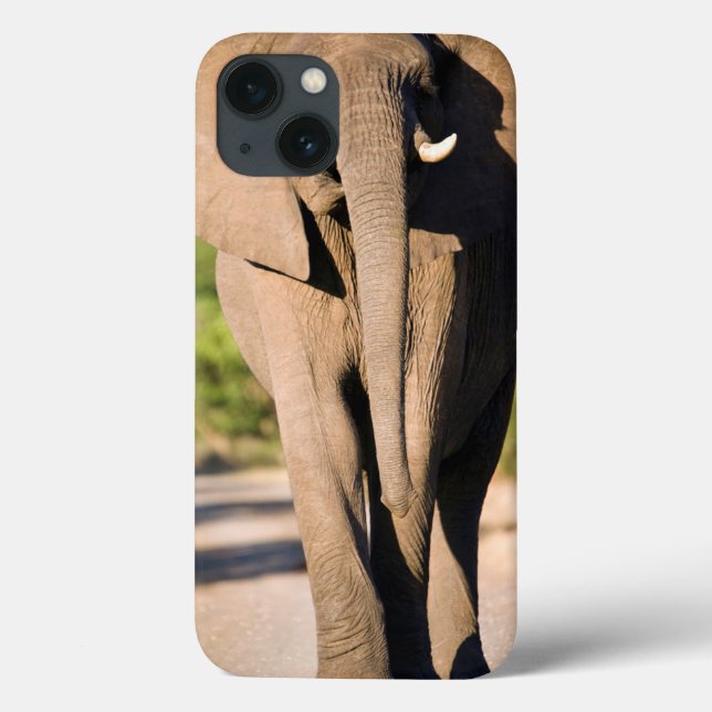 Coques Case-Mate iPhone An African Elephant (Loxodonta Africana) Walks (Verso)