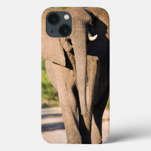 iPhone 13 Case An African Elephant (Loxodonta Africana) Walks