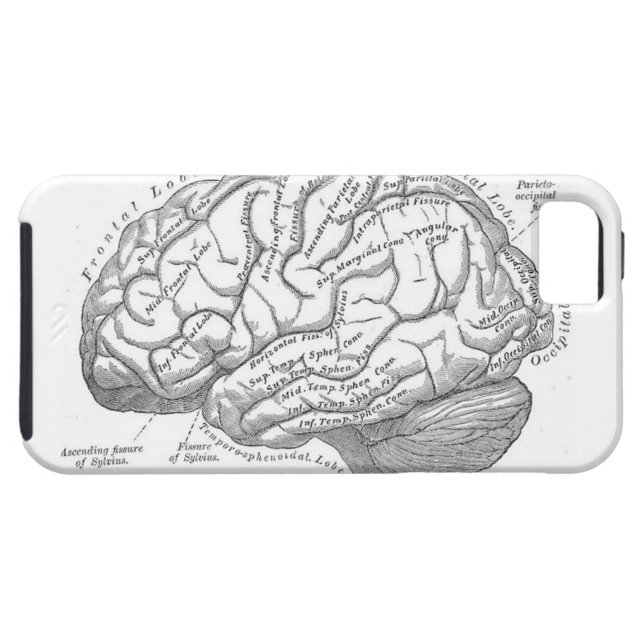 Coques Case-Mate iPhone Anatomie vintage de cerveau (Dos Horizontal)