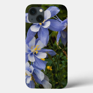 Coques Pour iPhone Ancolie bleue du Colorado près de Telluride Colora