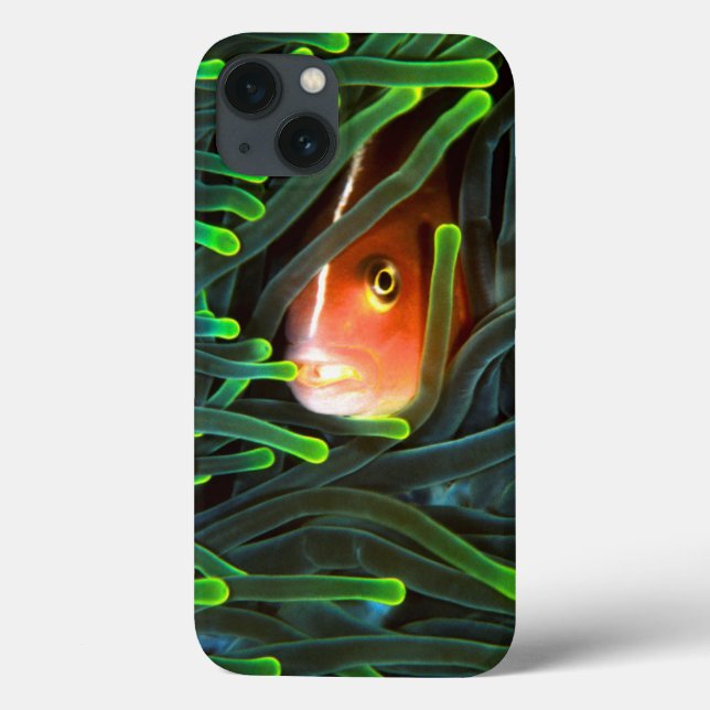 Coques Case-Mate iPhone Anemone Fish Hiding In Anemone, Mozambique (Verso)