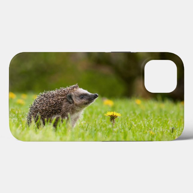 Coques Case-Mate iPhone Animaux de bébés cutest | Hérisson européen (Verso (horizontal))