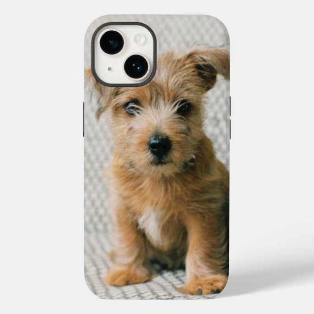 Coques Case-Mate iPhone Animaux de bébés cutest | Norfolk Terrier Puppy (Verso)