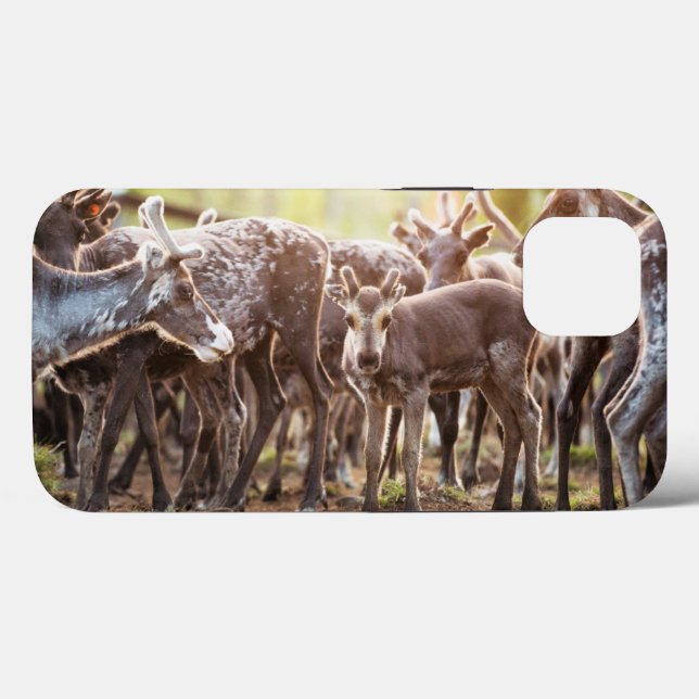 Coques Case-Mate iPhone Animaux de bébés cutest | Svalbard Reindeer (Verso (horizontal))